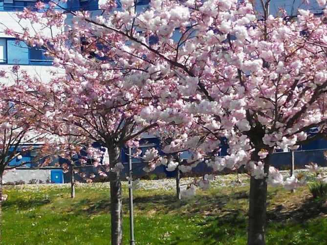 Esencia de primavera: foto en Donostia-San Sebastián