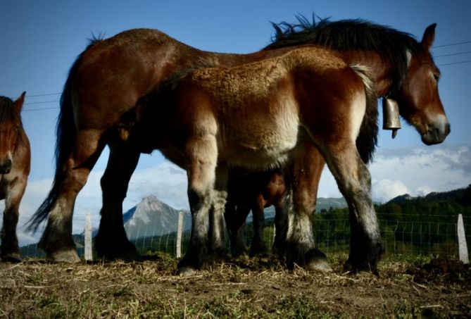 Familia de potokas: foto en Olaberria