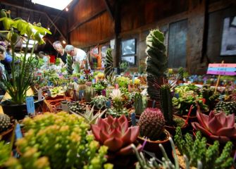 Feria de las plantas