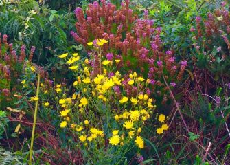 Flores de verano de la costa 