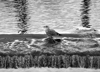 La gaviota 