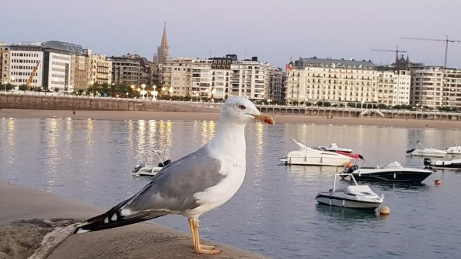 Gaviota vigilante: foto en Donostia-San Sebastián