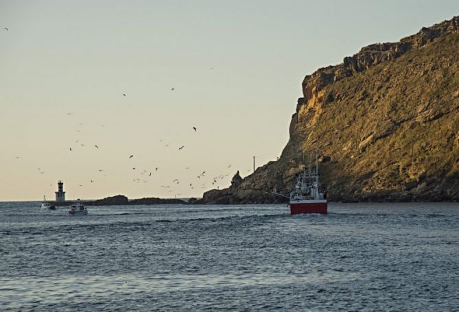 Gaviotas: foto en Pasaia