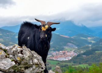 Guía de montaña 