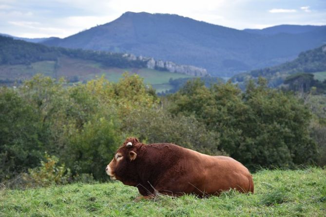 Idi eta Adarra: foto en Usurbil