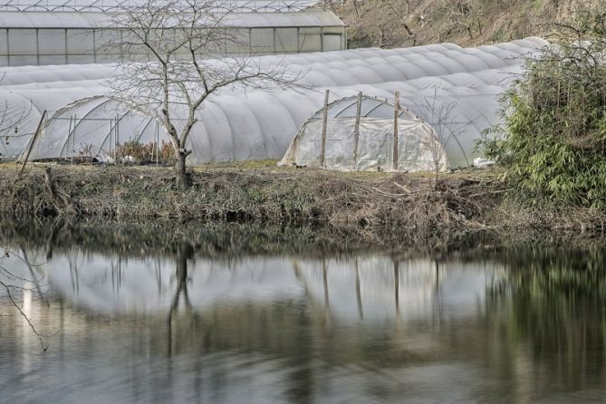 Invernaderos: foto en Bergara