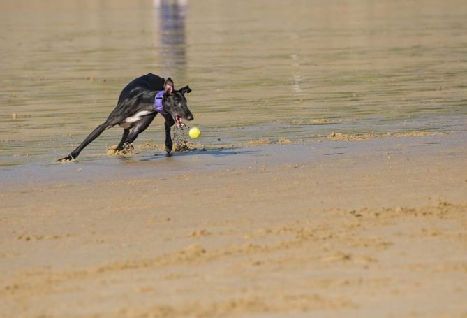 Jugando en la playa: foto en Donostia-San Sebastián