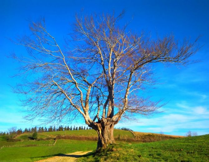 Las raíces de las ramas: foto en Alkiza