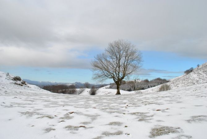 Lizarbakarra: foto en Tolosa