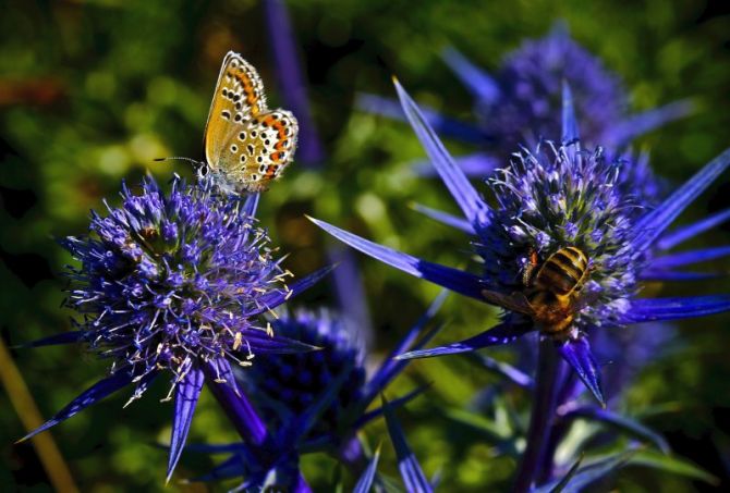 Loreak ta Mariposa : foto en Zarautz