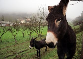 Los reyes del campo