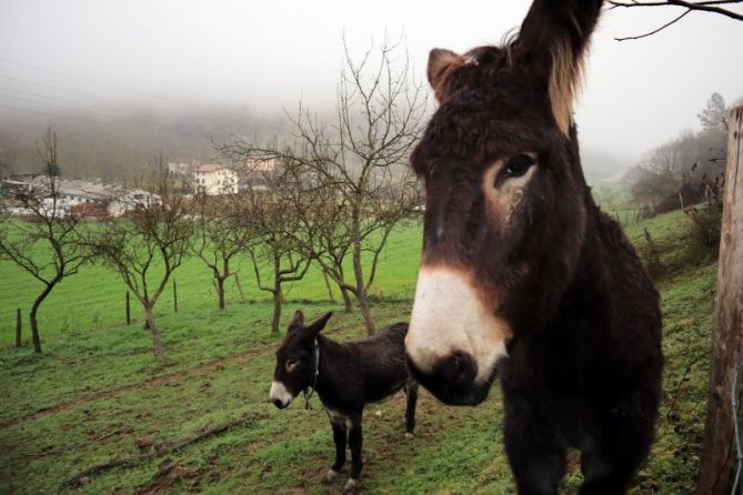 Los reyes del campo: foto en Ikaztegieta