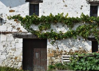 Mahatsondoko landare igokaria