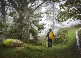 Mañana húmeda en la montaña.