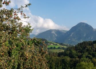 Manzanas del Goierri