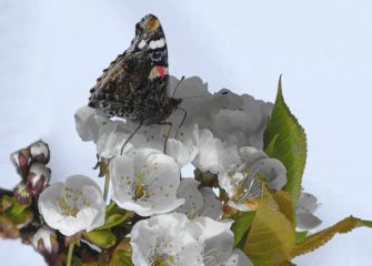Mariposa en cerezo en la primavera 