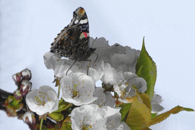 Mariposa en cerezo en la primavera : foto en Getaria