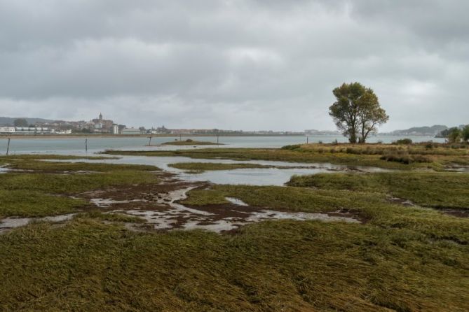 Marismas de Plaiaundi: foto en Irun