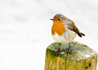 Nere lagun txanxagorria 