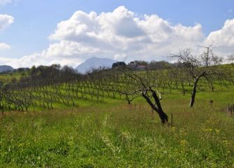 Oikiako sagarrondoak