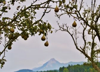 Oiloak Olaberriaren izkinatik