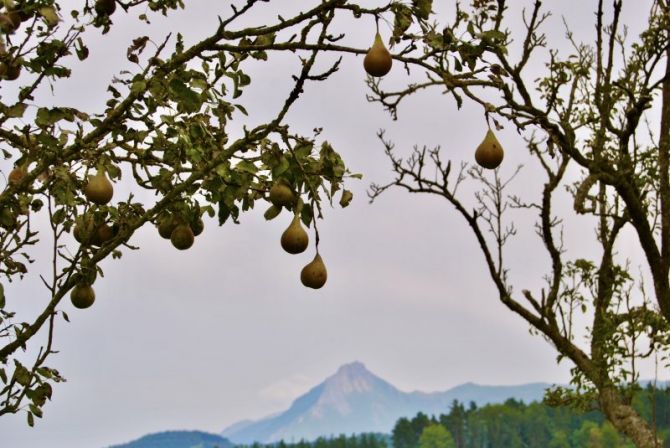 Oiloak Olaberriaren izkinatik: foto en Olaberria