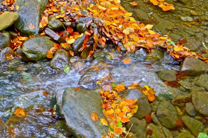 Ojas de otoño : foto en Oñati