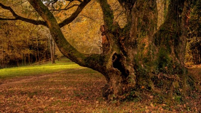 Un otoño mas: foto en Donostia-San Sebastián