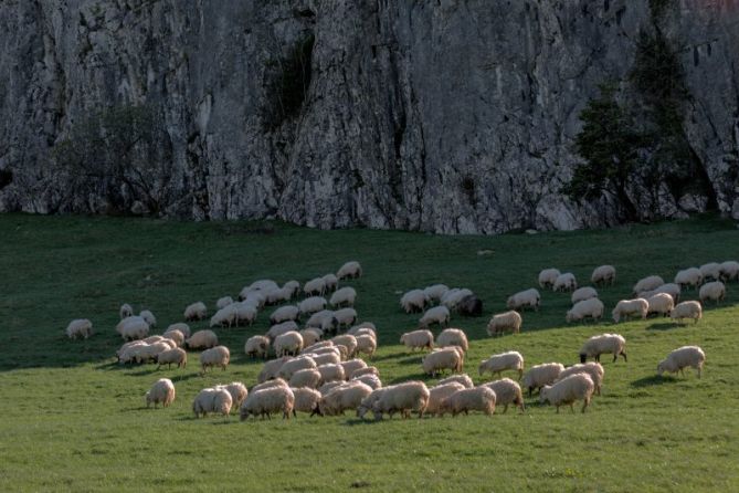 Paciendo en Santa Barbara: foto en Hernani