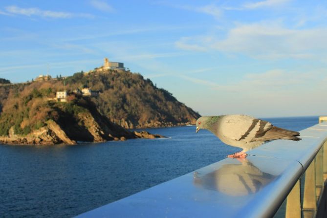 Paloma o palomo.: foto en Donostia-San Sebastián