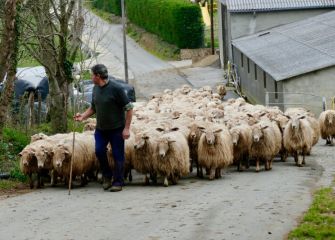 El pastor con sus ovejas 