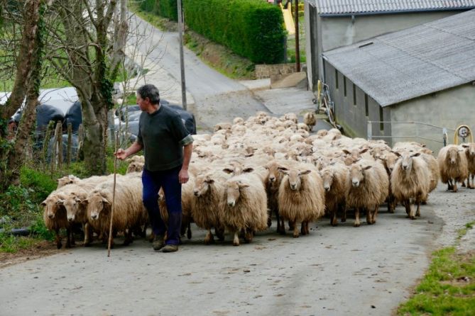 El pastor con sus ovejas : foto en Getaria