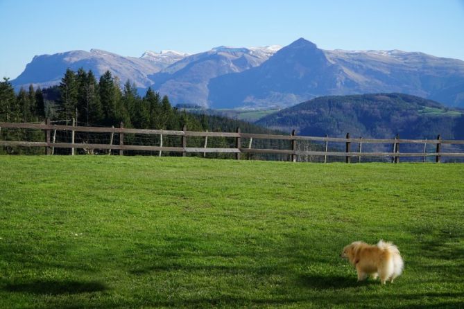 Perro: foto en Albiztur