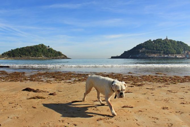 Perro feliz.: foto en Donostia-San Sebastián