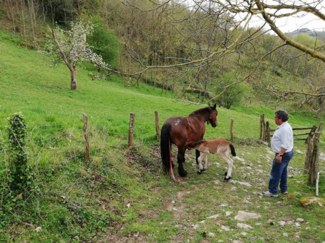 POTRILLO MAMANDO: foto en Zaldibia