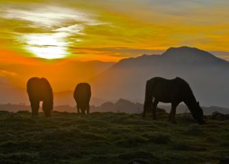 Pottokas al Atardecer en  Pagoeta 