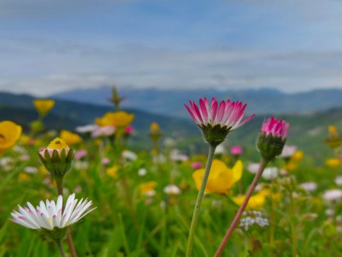 Primavera: foto en Lazkao