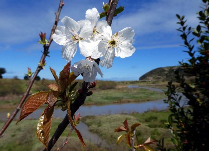 Primavera en Iñurritza: foto en Zarautz