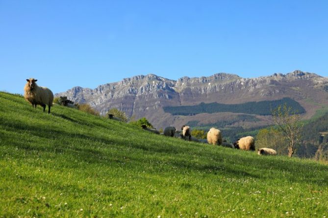 la primavera a sus pies: foto en Zegama