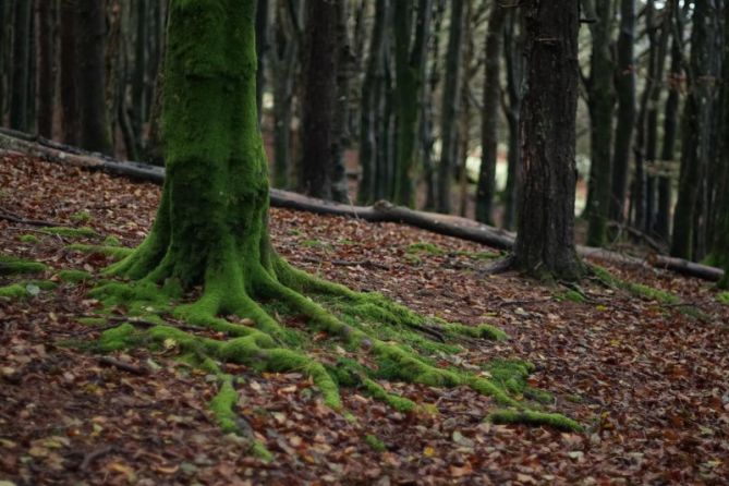 Raices: foto en Donostia-San Sebastián