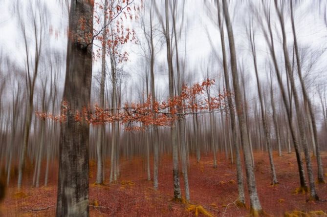 Rojo sobre Gris: foto en Oñati