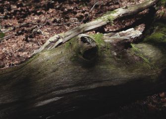 Serie animales. Artikutza