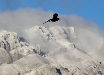 sobrevolando en libertad