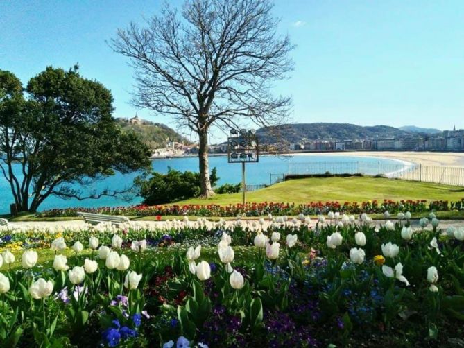 Tulipanes al sol: foto en Donostia-San Sebastián