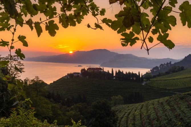 Txakoli al amanecer: foto en Getaria