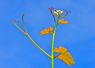 Txakoliñan lorea 