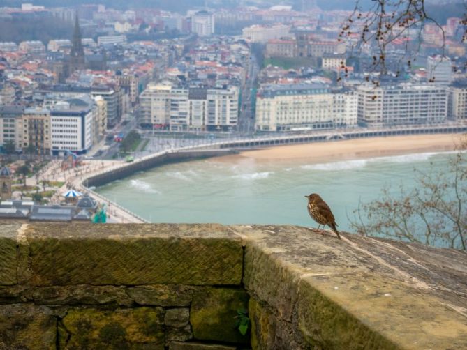 Txoria: foto en Donostia-San Sebastián