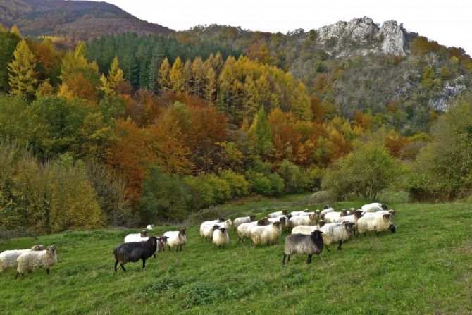 Udazken koloretan : foto en Oñati