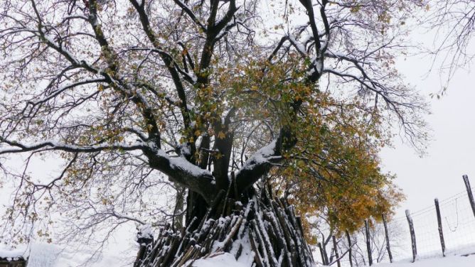 Udazkeneko elurrak: foto en Bergara