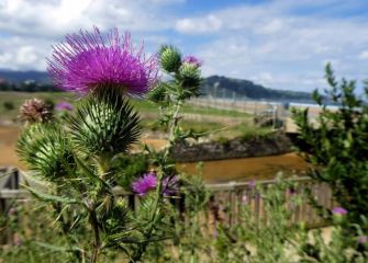 Verano en Iñurritza